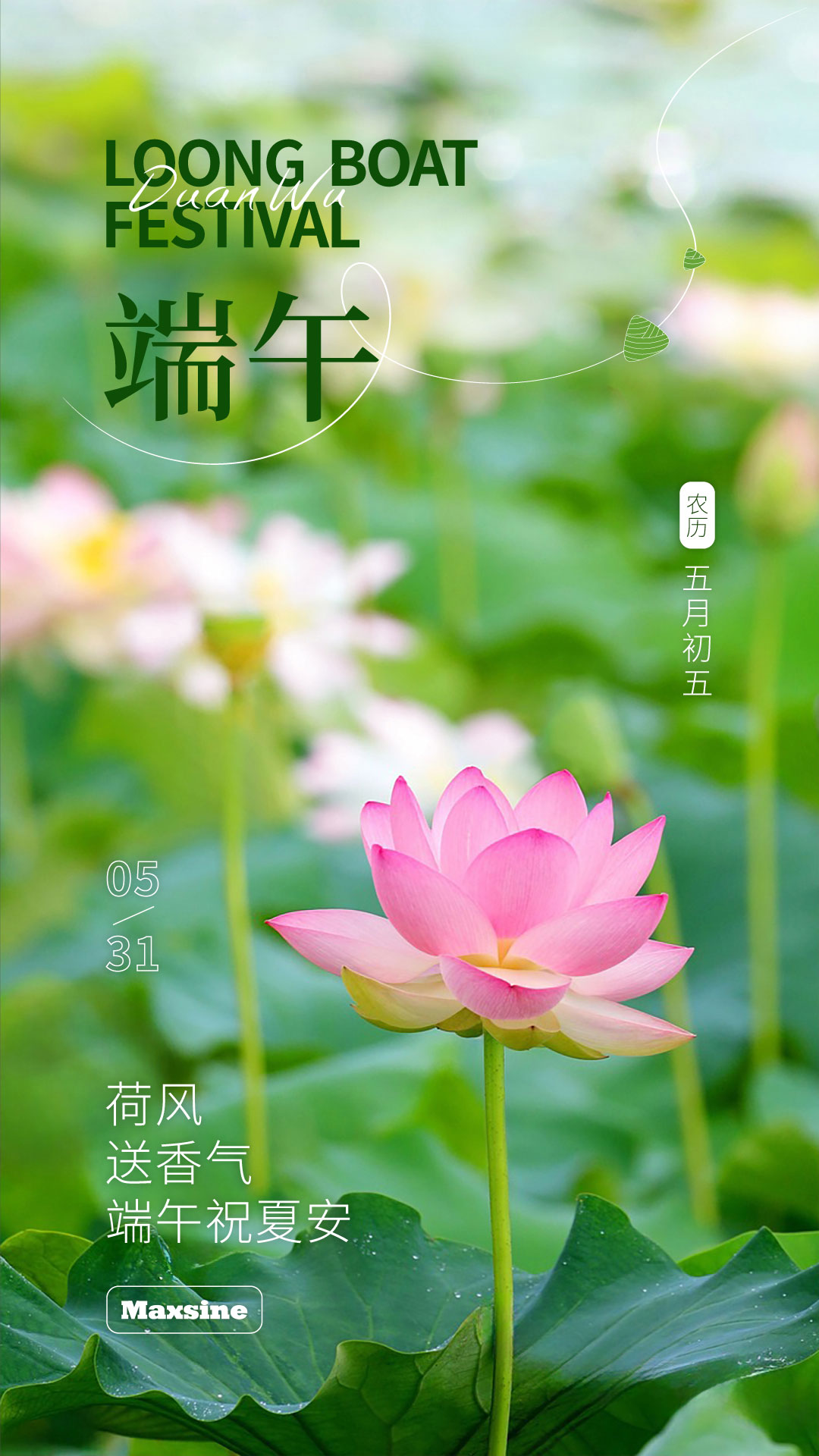 荷風送香氣  端午祝夏安